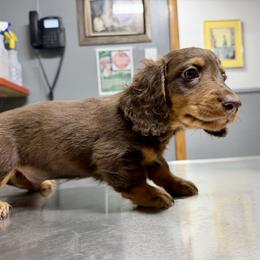 Dachshund Puppies from Dachshundsnextdoor