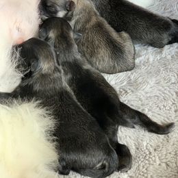 Pomeranian Puppies from Castor Poms