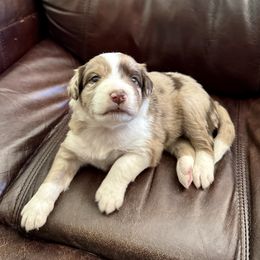 Jojo - Red merle female Australian Shepherd puppy in San Tan Valley, Arizona from Reeds Ranch