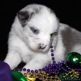 Charm - Blue merle female Australian Shepherd puppy in Colorado Springs, Colorado from Rocky Mountain Aussies