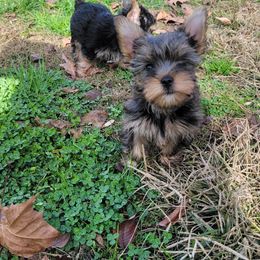 Great Dane and Yorkshire Terrier Puppies from Chuck City Danes