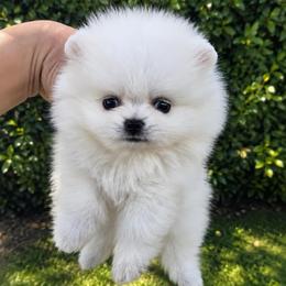 Cloud - Ice White Female - White female Pomeranian puppy in Gulf Breeze, Florida from SW Frenchies