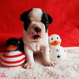 Boston Terrier Puppies from Beatrice's Kennels