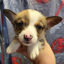 Boy 1 - Red male Pembroke Welsh Corgi puppy in Middleburg, Florida from Mulkeys Little Corgis