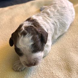 Moka -- join our litter list - Brown roan female Lagotto Romagnolo puppy in Santa Fe, New Mexico from Raven Meadow Ranch