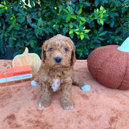 Mickey - Red  male Goldendoodle puppy in Altadena, California from Dena Hills