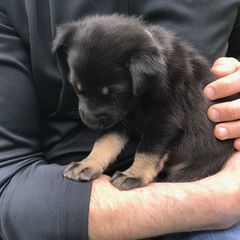 Chinook Puppies from Spook Nook Chinooks