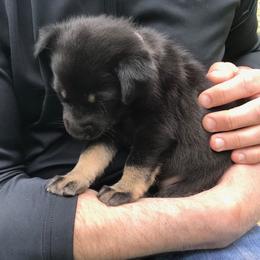 Chinook Puppies from Spook Nook Chinooks