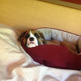 Boxer Puppies from Minstrel Boxers