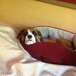 Boxer Puppies from Minstrel Boxers