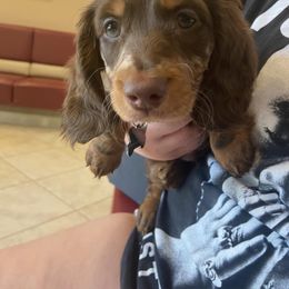 Dachshund Puppies from Dreaming of Dachshunds