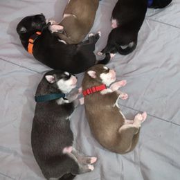 Siberian Husky Puppies from Bella's Working husky
