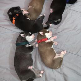 Siberian Husky Puppies from Bella's Working husky