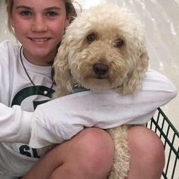 Goldendoodles from Anna