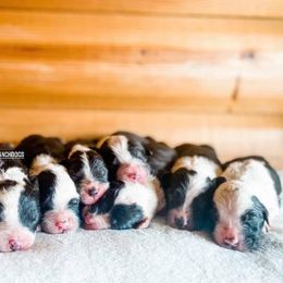 Goldendoodle, Old English Sheepdog, and Sheepadoodle Puppies from V6 Ranch Dogs