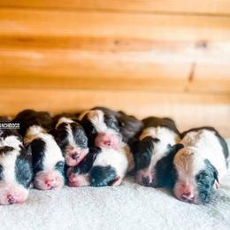 Goldendoodle, Old English Sheepdog, and Sheepadoodle Puppies from V6 Ranch Dogs
