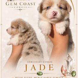 Jade - Blue merle and white female American Corgi puppy in Mariposa, California from Gem Coast Corgis