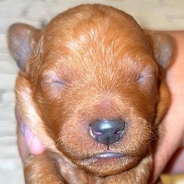 Girl 3 - Red  female Goldendoodle puppy in Holly, Colorado from Vida’s Loving Doodles