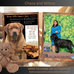 Labrador Retriever puppies from Briar Hill Labradors PA 12145