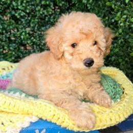 Mr Brandon - Cream male Poodle puppy in Dolan Springs, Arizona from High Desert Companions