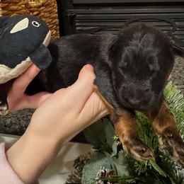 Girl 1 - Black and red female German Shepherd puppy in Snohomish, Washington from Wataha Shepherds