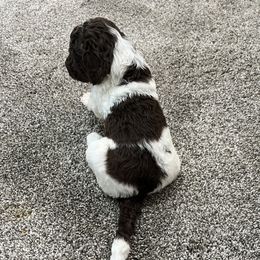 Aussiedoodle and Poodle Puppies from Covington Acres