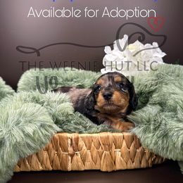 Lone Boy - Dapple male Dachshund puppy in Crandall, Texas from The Weenie Hut