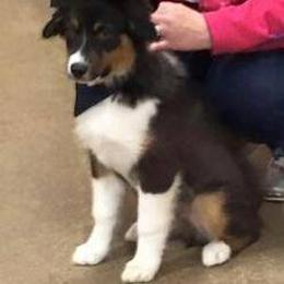 Australian Shepherd Puppies from Platinum Edition