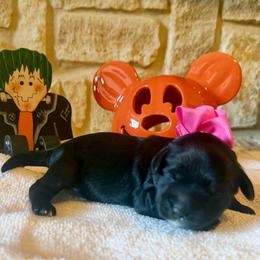 Becca (F2bb pink girl) - Black and white female Aussiedoodle puppy in Midlothian, Texas from Gray Doodles