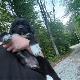 Harley OFA - Black male Newfoundland puppy in Falmouth, Michigan from Dyer Lake Newfoundland’s