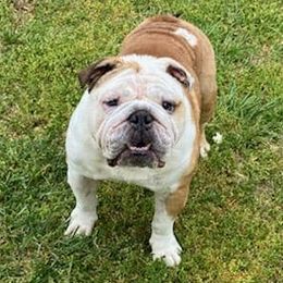 Bulldogs from Ga elite English bulldogs