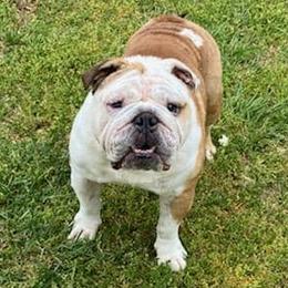 Bulldogs from Ga elite English bulldogs