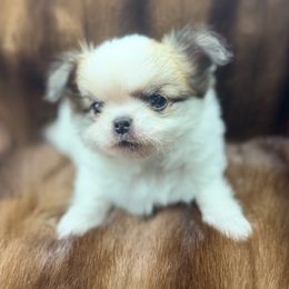 Finnegan is SOLD - Cream and white male Chihuahua puppy in Summerfield, Florida from Impeccable's Boutique & Ethical Breeder for the educated & discriminating ONLY