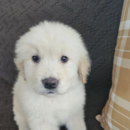 Male pup 2 - Golden male Golden Retriever puppy in Los Angeles, California from Sea Air Goldens