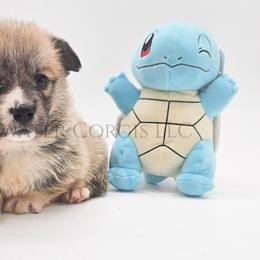 Squirtle - Red male Pembroke Welsh Corgi puppy in Kiowa, Colorado from Cool Water Corgis LLC