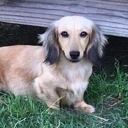 Willow - Dachshund