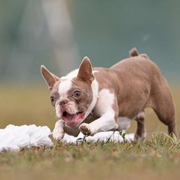 Autumn - Boston Terrier