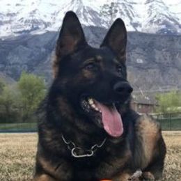 German Shepherd puppies from Vom Haus Denfors K9 - Working German Shepherds