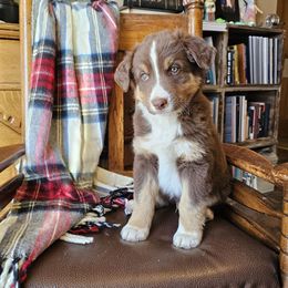 Cinny - Red tri-color male Australian Shepherd puppy in Powell, Wyoming from Waterworth Australian Shepherds
