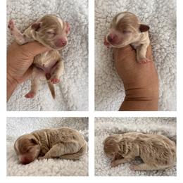 Girl 1 - Apricot female Maltipoo puppy in Denair, California from 209PuppiesCaliforniaMaltipoo