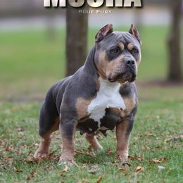Mocha - American Bully