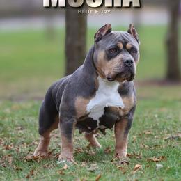 Mocha - American Bully