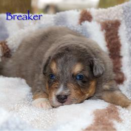 Breaker - Blue merle male Australian Shepherd puppy in Coldwater, Michigan from Northern Star Australian Shepherds