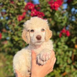 Buoy - Cream male Poodle puppy in Midwest City, Oklahoma from Strawberry Hill Puppy Patch