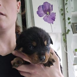 Purple - Black and mahogany female Rottweiler puppy in Tangent, Oregon from Raya's Royals