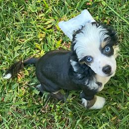 Chihuahua and Chinese Crested Puppies from Western Kentucky Chihuhua and Chinese Crested