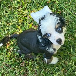 Chihuahua and Chinese Crested Puppies from Western Kentucky Chihuhua and Chinese Crested
