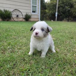Trixie - Blue merle female Border Collie puppy in Ripley, Oklahoma from Adventure5 Border Collies