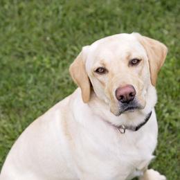 Winnie - Labrador Retriever