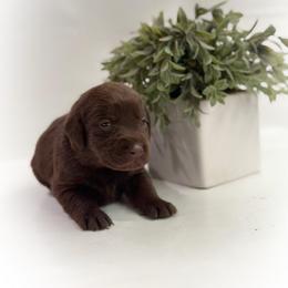 Rosie Cotton - Chocolate female Labrador Retriever puppy in Isle, Minnesota from Dog Ear Outfitters